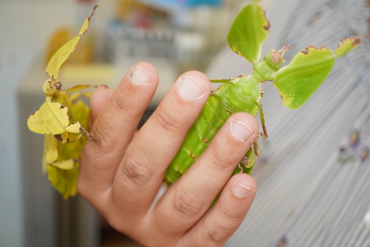 MajaIlicZg's tweet photo. Our "Forest Entomology" office pets Gita &amp; Wilma (giant leaf insects, Phyllium giganteum) finally reached their adult stage! @Julia_Kappeler_ @DrostBas https://t.co/5ei3ztFXEe