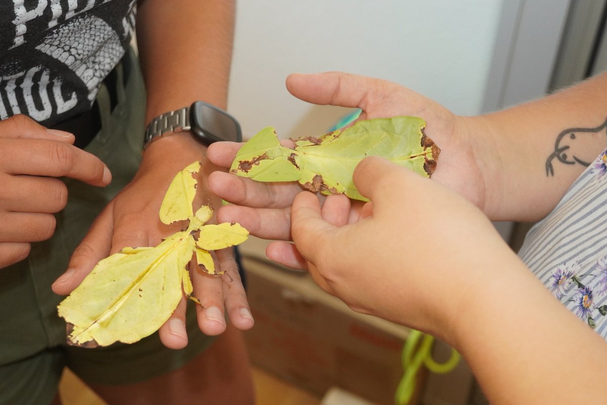 MajaIlicZg's tweet photo. Our "Forest Entomology" office pets Gita &amp; Wilma (giant leaf insects, Phyllium giganteum) finally reached their adult stage! @Julia_Kappeler_ @DrostBas https://t.co/5ei3ztFXEe