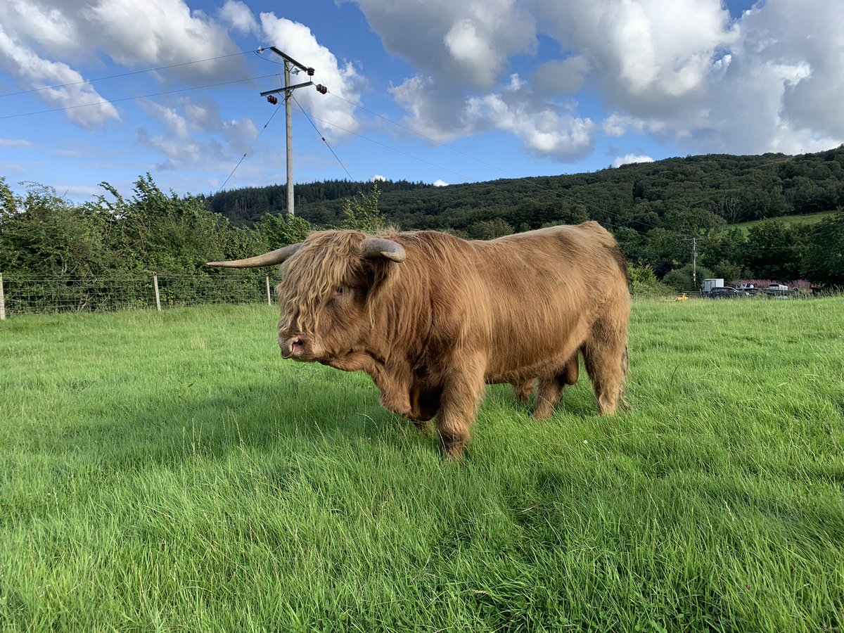 maolfold's tweet photo. #charlie2 #bud enjoying some nice grass! #isleofarran #highlandcattle #nativebreeds #islandfarm #hairycoo https://t.co/ZRx7RQgGCi