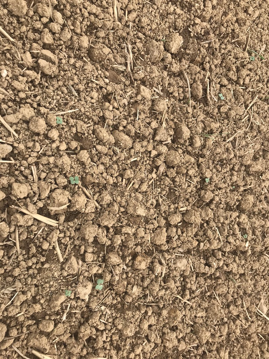 La campagne s’active avec les récentes précipitations et déjà les cotylédons du colza 2022/2023 se dévoilent (semis du 18/08 secteur Nord 44). Force à tous nos producteurs de colza 🇫🇷!
<a href="/MoisdonNegoce/">Moisdon Negoce</a> <a href="/NegoceAgricole/">Le Négoce Agricole</a> <a href="/agriculteursBzh/">AgriculteursBretagne</a> <a href="/TerrenetFR/">Terre-net.fr</a> <a href="/agrodisT/">Agrodistribution</a> @PaysanBzh_Hebdo