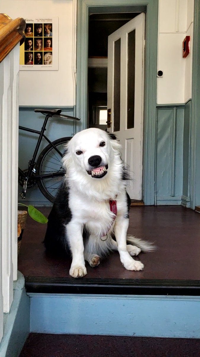 Emma Ledbetter (@missemma26) on Twitter photo Chief Morale Officer Pollý greeted me with a smile at the top of the stairs today. Day = made! (Yes, this is her friendly smile. She's not aggressive.) ❤️🐶 <a href="/rvkgrapevine/">The Reykjavík Grapevine</a> Chief Morale Officer Pollý greeted me with a smile at the top of the stairs today. Day = made! (Yes, this is her friendly smile. She's not aggressive.) ❤️🐶 <a href="/rvkgrapevine/">The Reykjavík Grapevine</a>