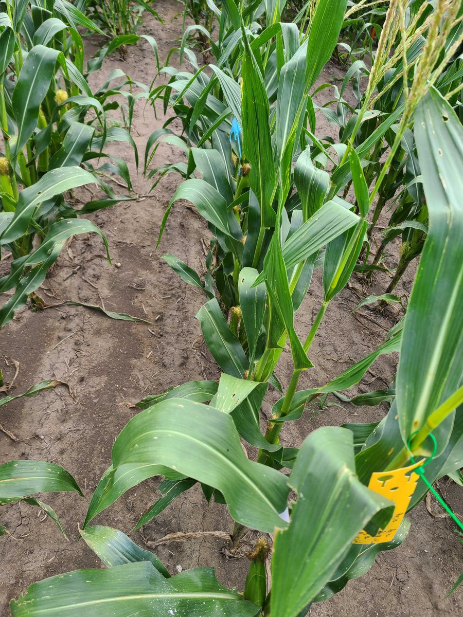 Lipka Lab tweet media