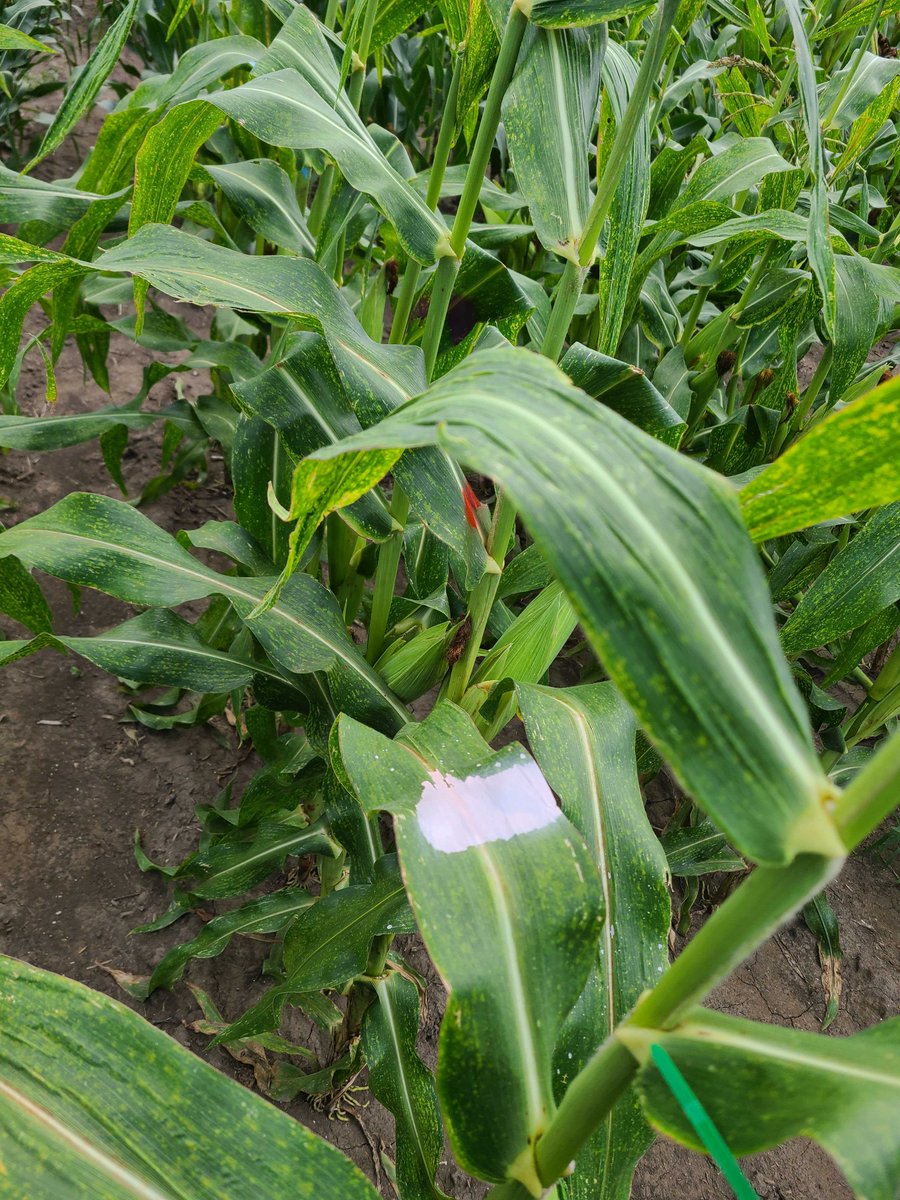 Lipka Lab tweet media