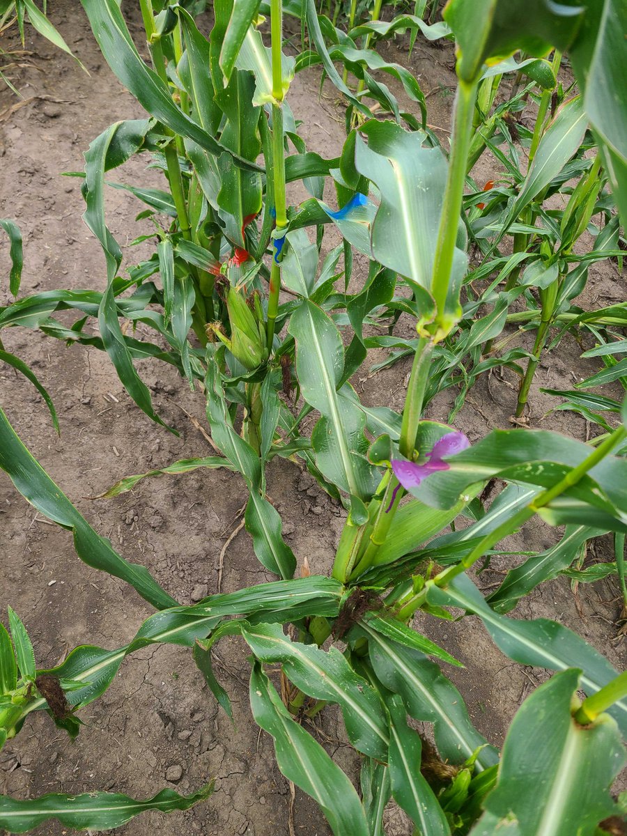 Lipka Lab tweet media