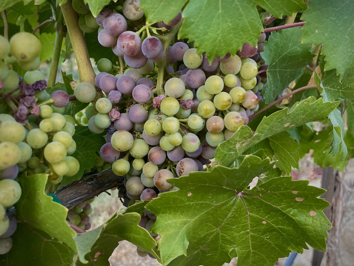 At the heart of farming, the key component is adjusting to change.  Greg Jones displays this message with collected data of growing seasons in an interview with the Great Northwest Wine! 
ow.ly/XCzh50Ko8Go

#climateofwine #abacela #climatechange #viticulture #enology #