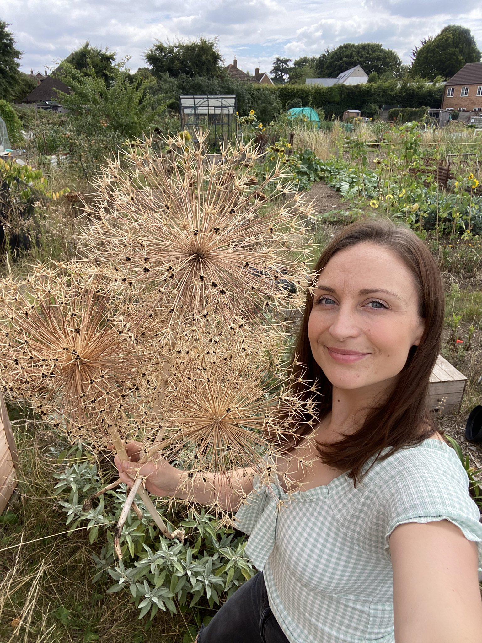 My little Allotment on Twitter "Dried allium heads 😍 a wonderful