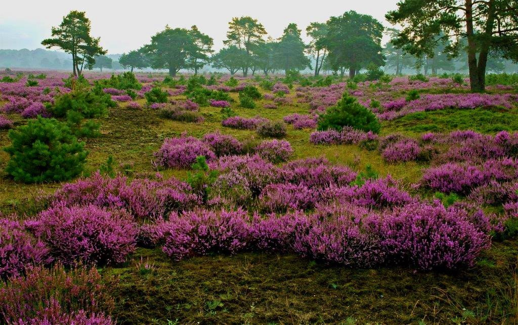 ducom99's tweet photo. Zijn jullie ook zo onder de indruk van al die foto's van dode flora en fauna in ons land als gevolg van al die stikstofuitstoot door de boeren? https://t.co/p2H1aFc41m