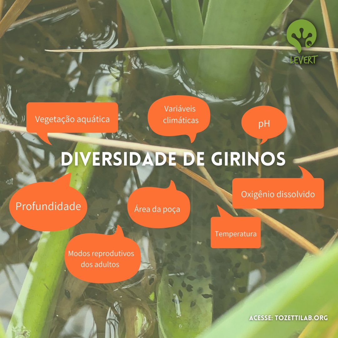 Novo artigo na área! 
Você pode acessá-lo na aba "Publicações" do nosso site: tozettilab.org! 

O artigo mostra a importância das poças temporárias para manter a diversidade de anfíbios. 🐸📄💚