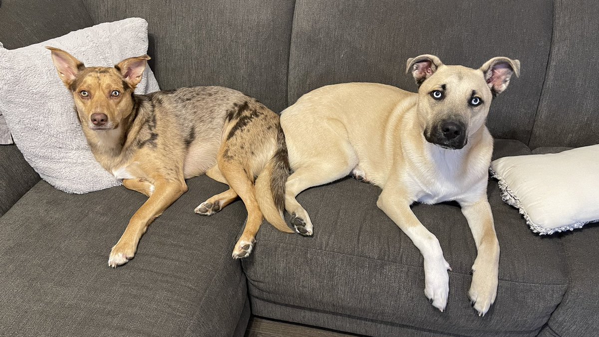 heybrei's tweet photo. @PawOriginal My two pups!! ❤️ them so much 🥰 https://t.co/o54j7FIKbH