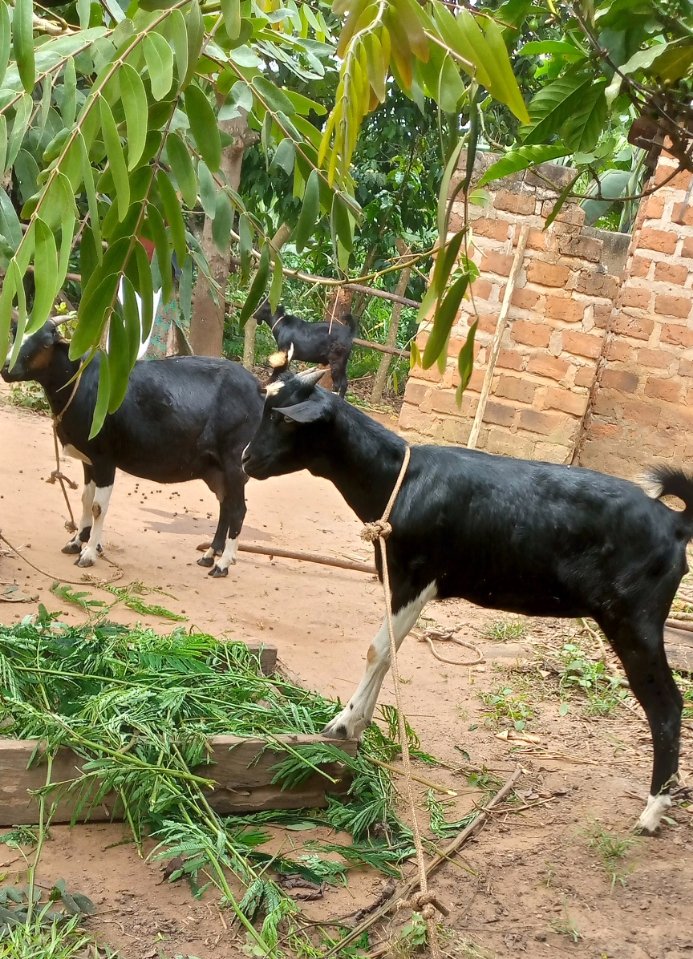 nankunda20's tweet photo. It has been a Journey & we love the progress.
@RaisingTeensUg1 works closely with families & communities to #EndChildMarriage through our livelihood program.
We have seen Goats multiply & enable girls to stay in school. #GirlsFirstFund @vowforgirls @GirlsNotBrides #PowerToGirls https://t.co/qxP1bhVB2d