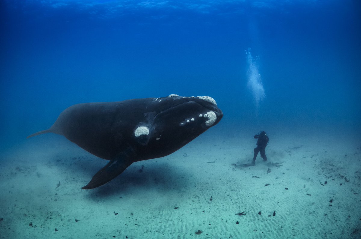 NatGeoMuseum's tweet photo. Now until September 5 you can see extraordinary images of animals in nature in our “Greatest Wildlife Photographs” exhibit at @LetsGoToTheEX! See photos like this one captured by @Brian_Skerry who encountered a population of southern right whales: https://t.co/9ovIZnQB9J https://t.co/yP5PH8uDNk
