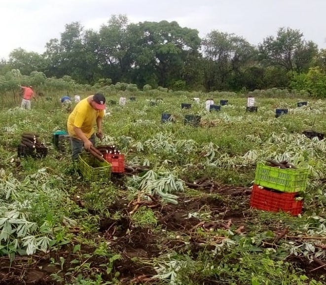 JustHopeNica's tweet photo. The Model Farm's yuca (a.k.a. "cassava") crop has been harvested. The profit from the sale was excellent and will help support the Chacraseca community. Read more: https://t.co/mJYnAo0ITK https://t.co/lGpJ4qmnje