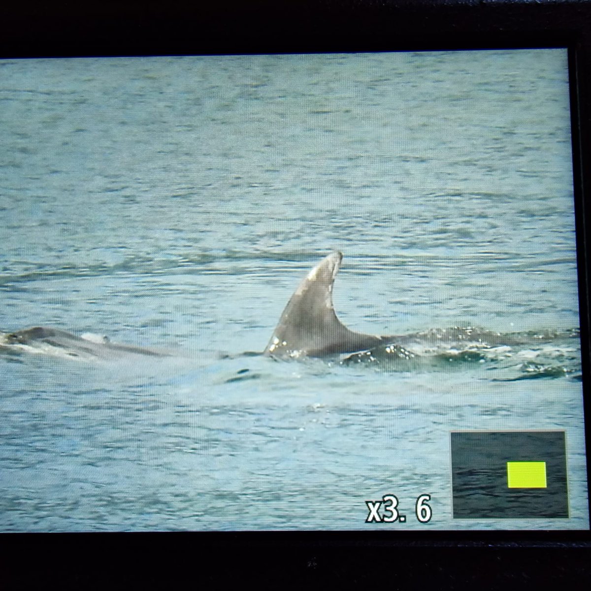 Coming off of Mull we saw this pod of dolphins. Our best guess is bottled nose dolphin but we thought we better check with an expert <a href="/FinlayPringle/">UllapoolSharkAmbassador</a>