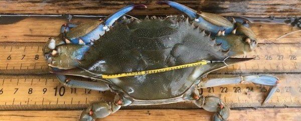 laura_heady's tweet photo. Did you know blue crabs in the #Hudson estuary travel long distances? The @NYSDEC Hudson River Fisheries Unit tags crabs to learn about their movements, and found one of these beautiful swimmers moved nearly 100 miles over 304 days. 🦀  
https://t.co/FR07sdyeIZ https://t.co/tnYf435YAg