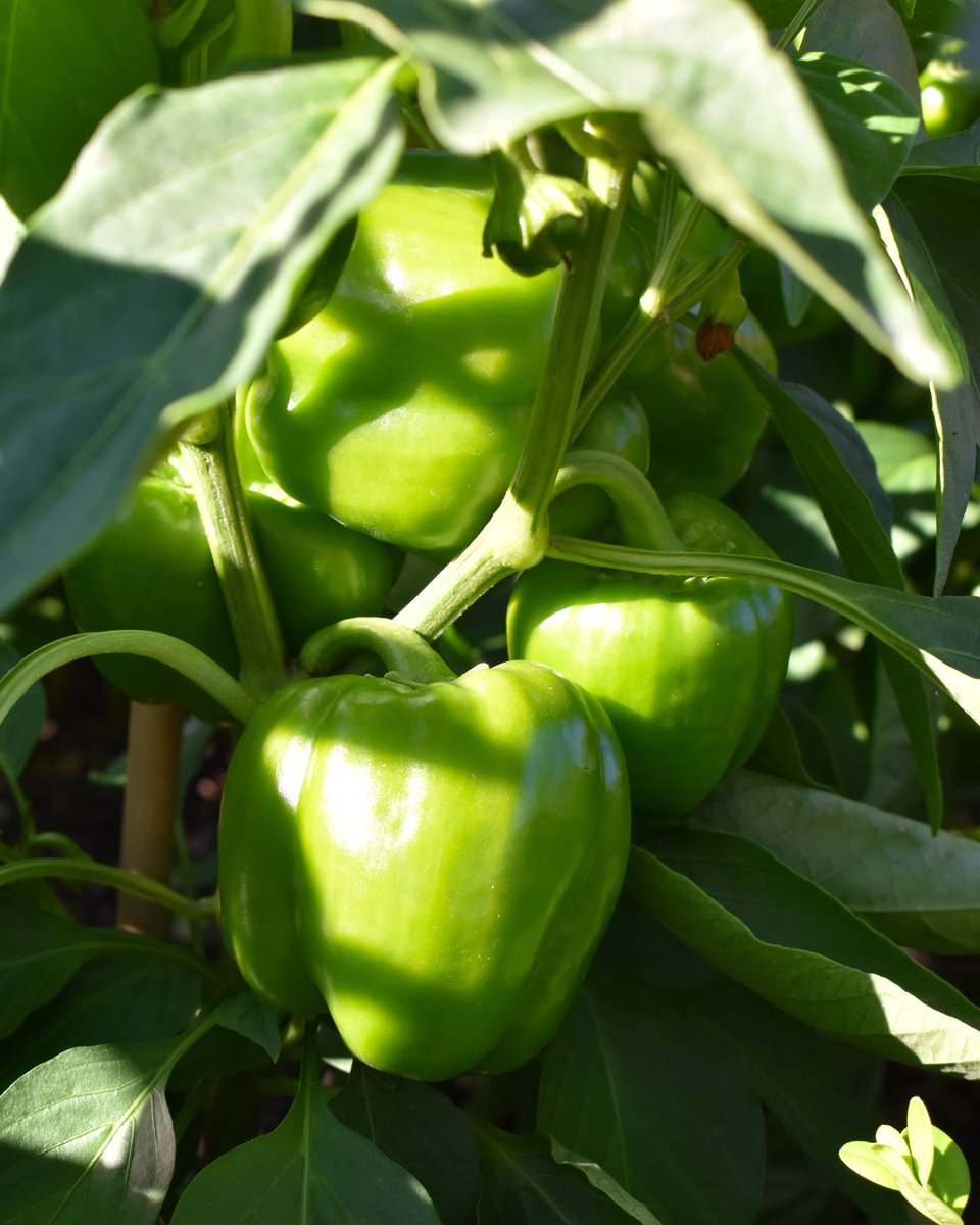 🍅🥬Plongée au coeur du potager : choux , poivron, perilla bicolore, tomates cerises, poirée a carde rouge, aubergines, cèleri… En quelques semaines, le potager a pris un tout autre visage, dense et coloré !
