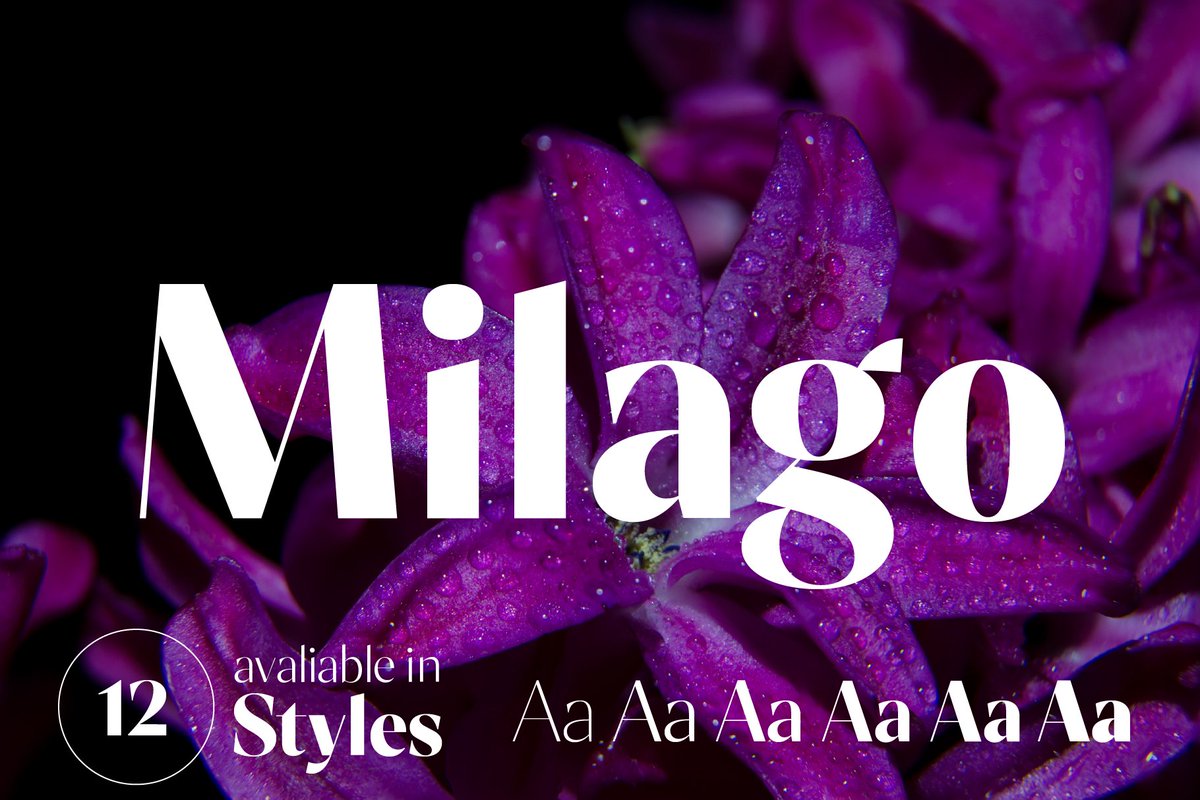 Oztypecom's tweet photo. For Limited Time Only Milago Font Family is  80% OFF at @CreativeMarket  
#DealsOfTheDay #Font #Designer #fonts #creatives #Download #Digital #GraphicDesign #branding #Logo #Elegant #Editorial #feminine #modern #contemporary 

https://t.co/xbFFMXdalm https://t.co/rGhkvtGnpk