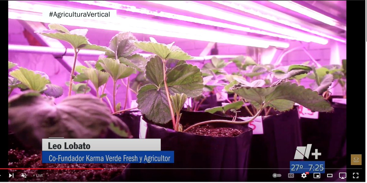 KarmaVerdeFresh's tweet photo. Muchas Gracias por el reportaje acerca de lo que estamos haciendo con el Cultivo de Fresas en Saltillo, Coahuila @nmas @nmasmonterrey  #karmaverdefresh #agriculturavertical #verticalagriculture #indoorfarming #sequiaenmexico #monterrey #nuevoleon #hambrecero #sequia https://t.co/DSpEc3jGKu