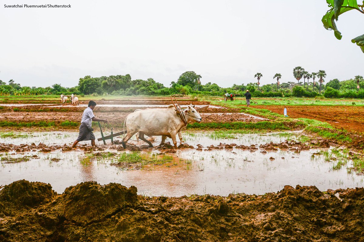 IFPRI's tweet photo. In a new paper, @IFPRI researchers address 2 agricultural insurance challenges that have received limited attention:

💰 Making insurance more accessible to farmers excluded from the market

🆘 Providing broader protection against catastrophic risks

👉 https://t.co/sWjxLcQniF https://t.co/2E5griakO4