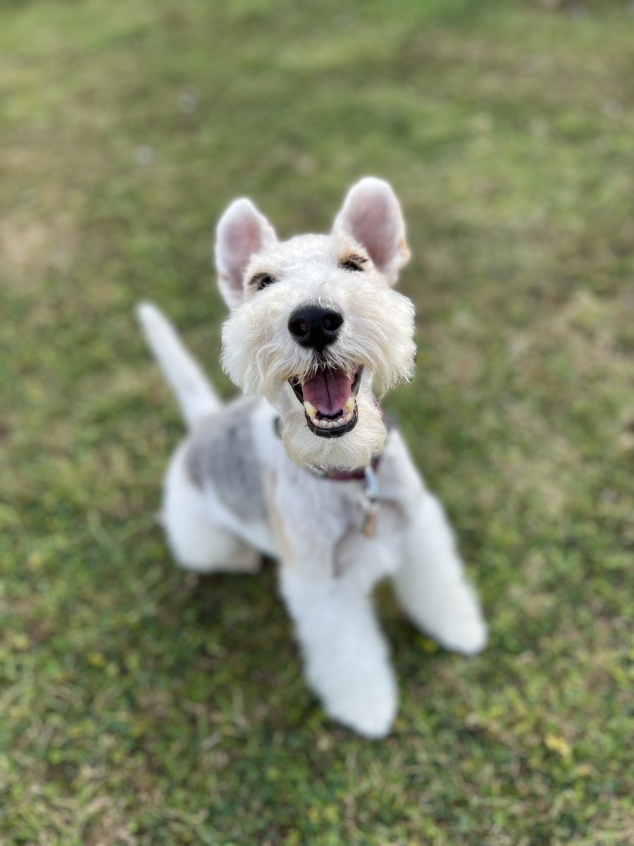 Happy dog - or happy to have escaped from the groomers! I predict smart will last about another half an hour!