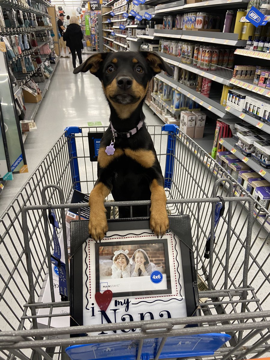 RoDaRoSé tweet media