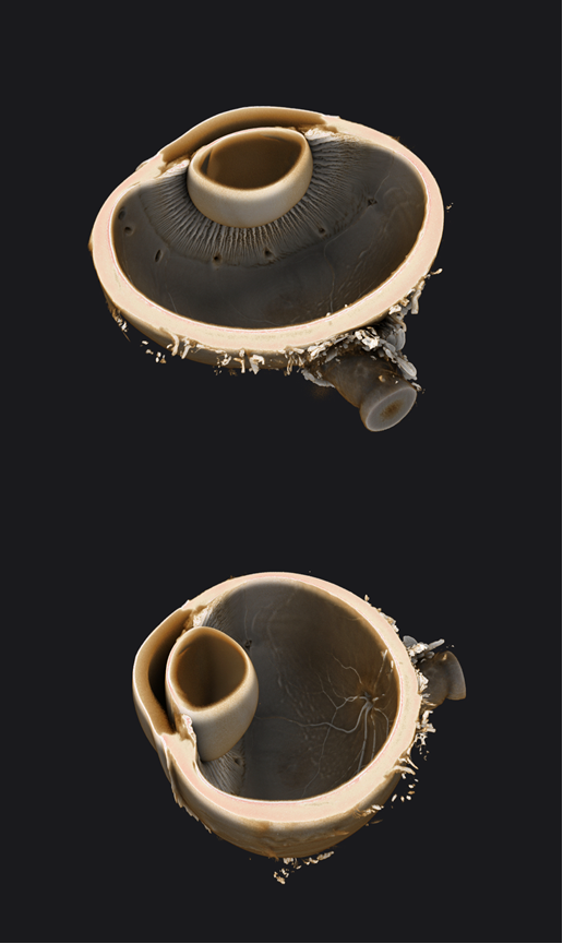 A beautiful 3D ocular image obtained using the <a href="/livunieng/">School of Engineering LivUni</a> shared research facility Zeiss Versa 620 with the help of Julia Behnsen, <a href="/vkearnsEVS/">Dr Victoria Kearns</a>, Valentin Pied and @ProfRachelW from <a href="/LivuniILCaMS/">Institute of Life Course and Medical Sciences</a>