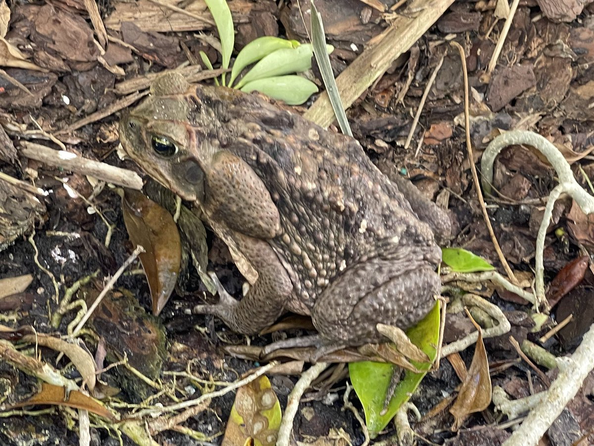 Beth Topinka tweet media