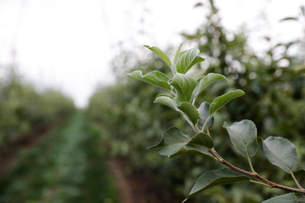 redoxgrows's tweet photo. We love being able to highlight the new growth on this young Cosmic Crisp apple block. Featuring a Redox grow-in blend of Rootex, RootRx, and H-85, in addition to Nitrogen. #RedoxGrows #Rootex #RootRx #H85 #cosmiccrisp #apples https://t.co/izceFd6SdY
