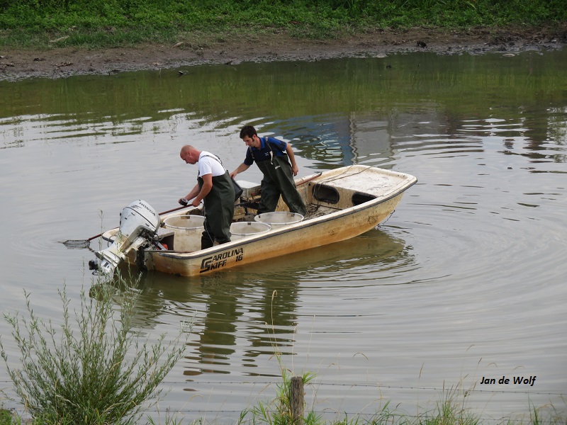 Ze waren hedenmorgen alweer vroeg bezig om #vissen te redden van de dood. Dit was #buitendijks in de #uiterwaarden van <a href="/gemeentedruten/">Gemeente Druten</a> in Druten ter hoogte van het joodsmonument wat op de #dijk staat.