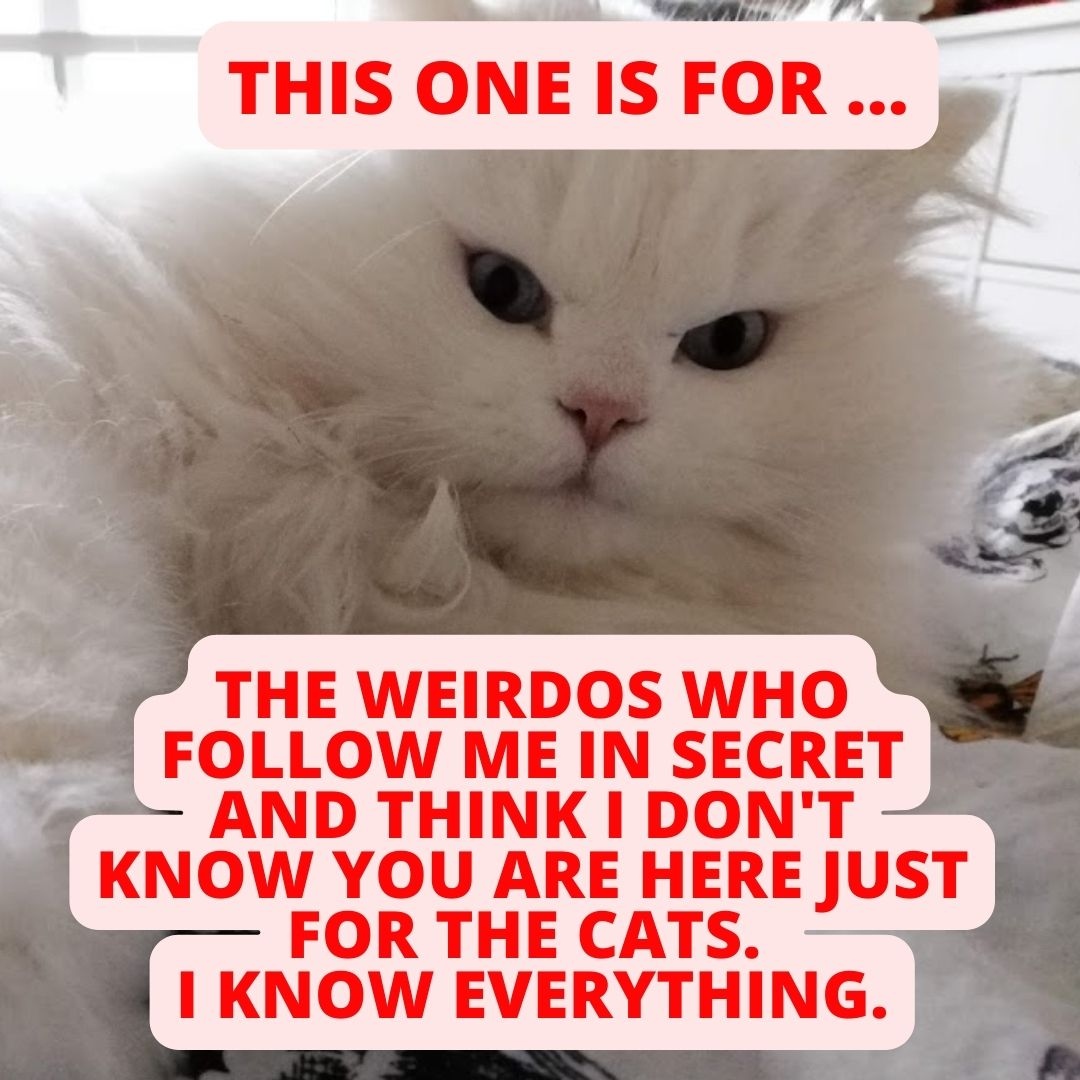 theurgia's tweet photo. So today someone wrote me a very weird email saying they follow me "in secret" on social media.
#fluffycat #allaboutcats #khonsucat https://t.co/27Wgxfcofi