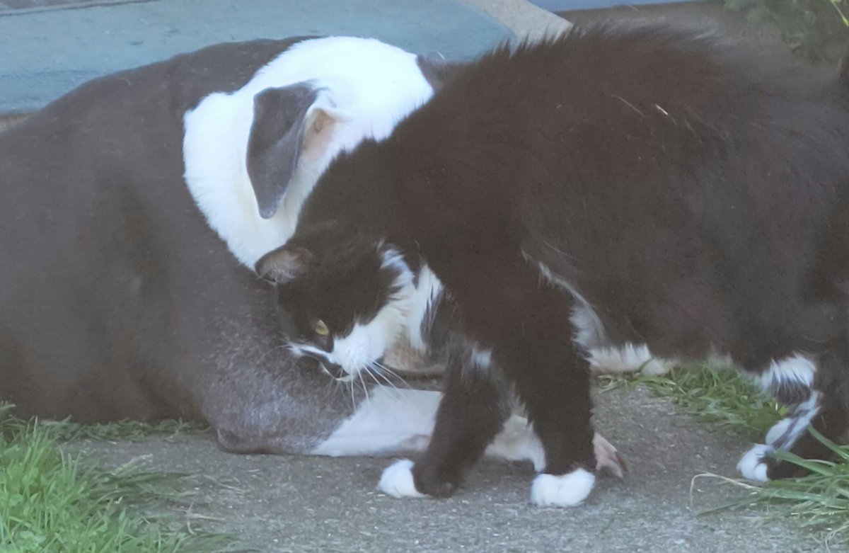 beazycat's tweet photo. I'z wuvs yooz sisfur. Yooz my bwest fwen🖤🤍🖤
#Beazycat
#BestFriends https://t.co/PB9P1r5aRh