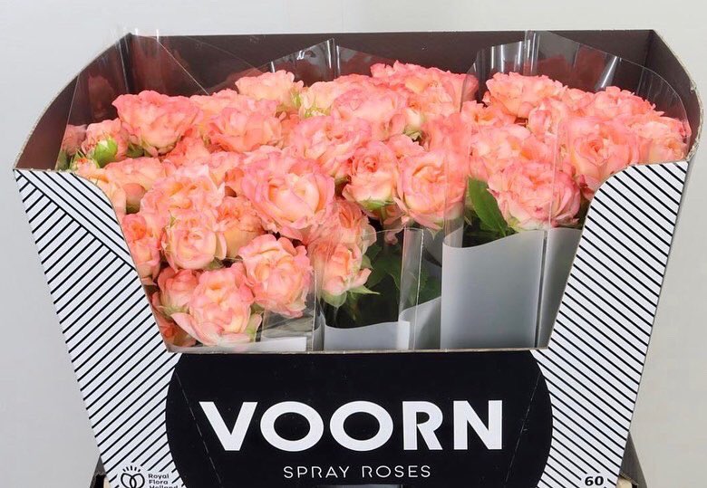 Spray Ropes X Voorn Spray Roses (@VoornSprayRoses) / Posts / X