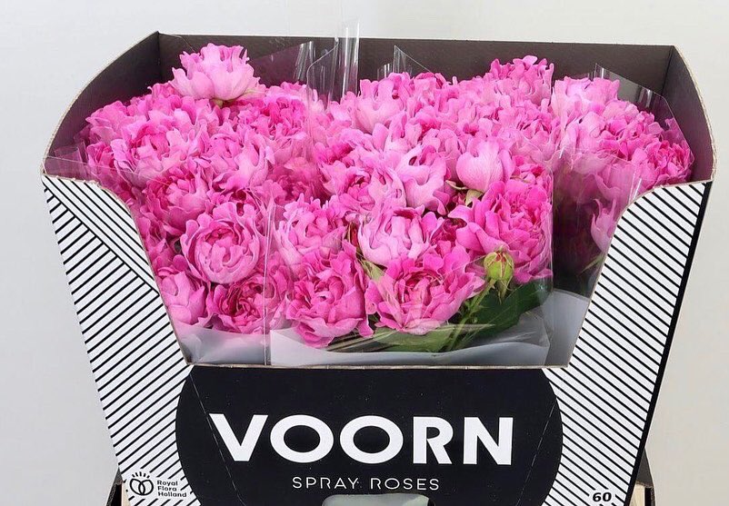 Spray Ropes X Voorn Spray Roses (@VoornSprayRoses) / Posts / X