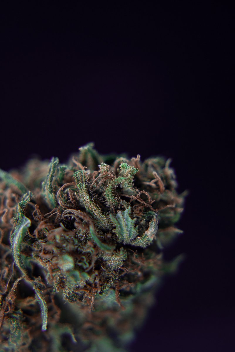 HollyWeedNFT's tweet photo. 🌳🚨🚨 NEW DROP🚨🚨🌳

L👀K AT THIS NUGGET 

🥷 UNKNOW STRAIN #1

4 ED // 0.420 XTZ 

https://t.co/aF6hLCNnbo

#NFTCommunity #NFT #NFTdrops #teiaart #NFTartist #nftphotography #WeedLovers #weedsmokers #weedfam #NFTARG #WEED #Terps #CHOCOLOPE https://t.co/pq5ziWz3bx