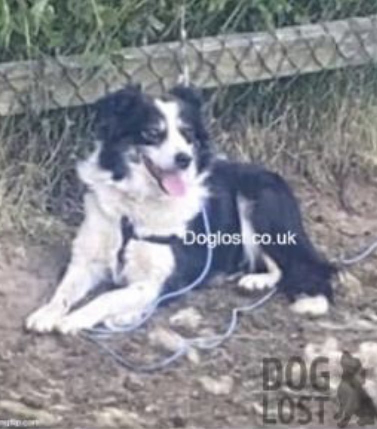 ‼️ TESS #MISSING from Rhes y Cae, #Holywell, #Flintshire, #CH8 #Wales Sun 21/8/22‼️ locals please look out for her. Female/Adult Black&white/collar CHIPPED doglost.co.uk/dog-blog.php?d… @juliagarland73 @mazzy1412 @bs2510 @AlanDaffern @CarolPoyerPeett @rosiedoc666 @BlueFrenchie1