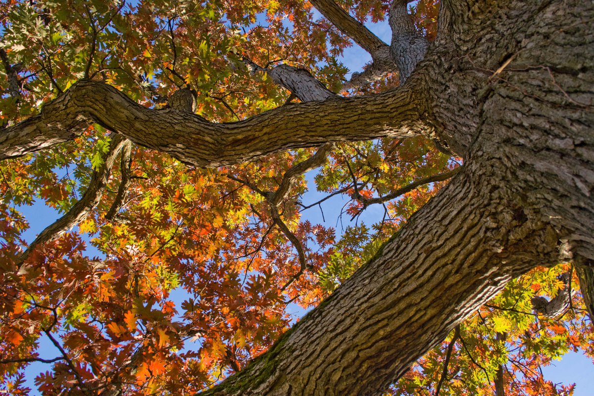 11-16% of U.S. tree species threatened w/ extinction, the greatest threats being invasive pests & diseases, according to first-ever assessment of all U.S. trees by @MortonArboretum, @USBotanicGarden, @bgci, @natureserve, @forestservice, & others. usbg.gov/researchers-co…