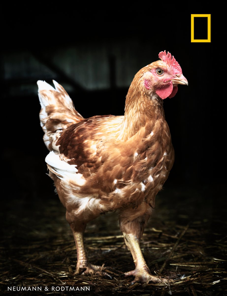 NatGeo's tweet photo. Superchickens, Model UNs, and a retail giant reveal an odd discovery on the latest episode of #OverheardNatGeo: that competition can actually be detrimental to success—and what we need to be doing instead https://t.co/0HxCCIupDw https://t.co/vOPtPJlXtl