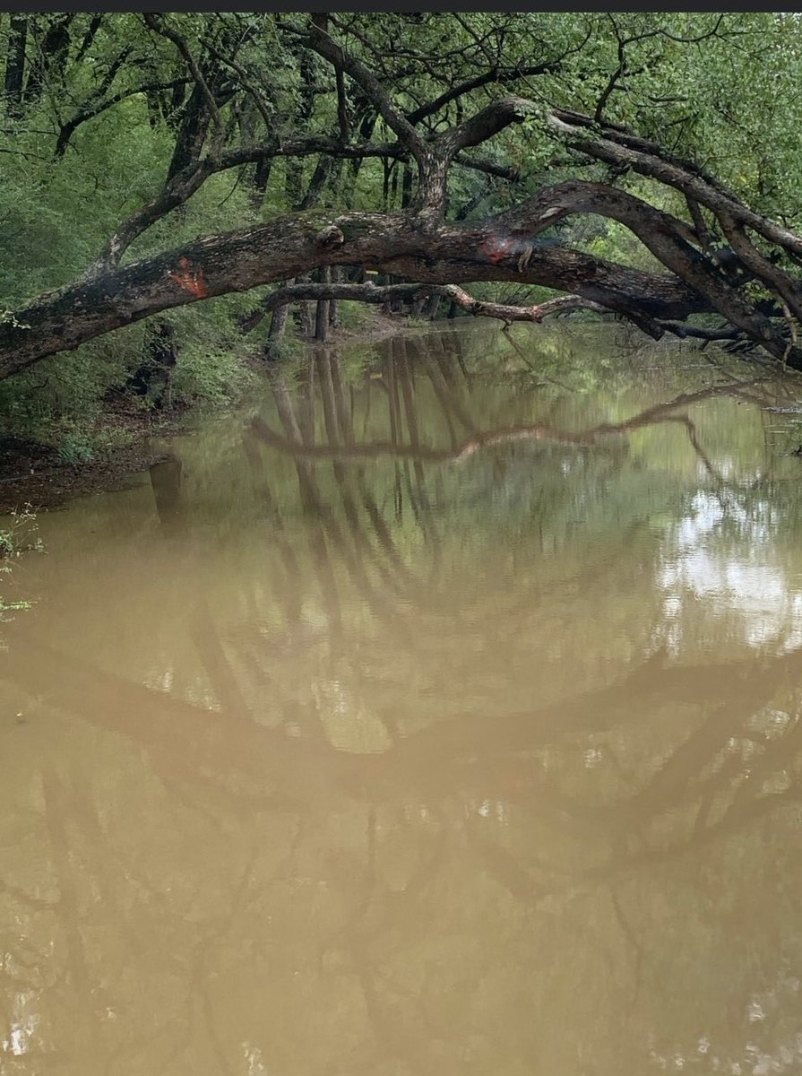 Trex530's tweet photo. Little rain in the DFW area yesterday ๐ง canโt you skip to the basket ? #discgolftwitter #alltherain #skipshot #useaboat #TexasDiscGolf https://t.co/Gn0hgjhK8X