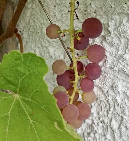 glaubeweiter's tweet photo. #Wein #wächst + #gedeiht auch auf #Balkon #Terrasse oder im #Garten Nicht genug zum #keltern Aber genug um #jetzt #süße Weinbeeren zu #naschen #Herrlich #dnkgtt „Wer meint, alle Früchte würden gleichzeitig mit den Erdbeeren reif, versteht nichts von den Trauben. (Paracelsus) https://t.co/srr9DNmmZW