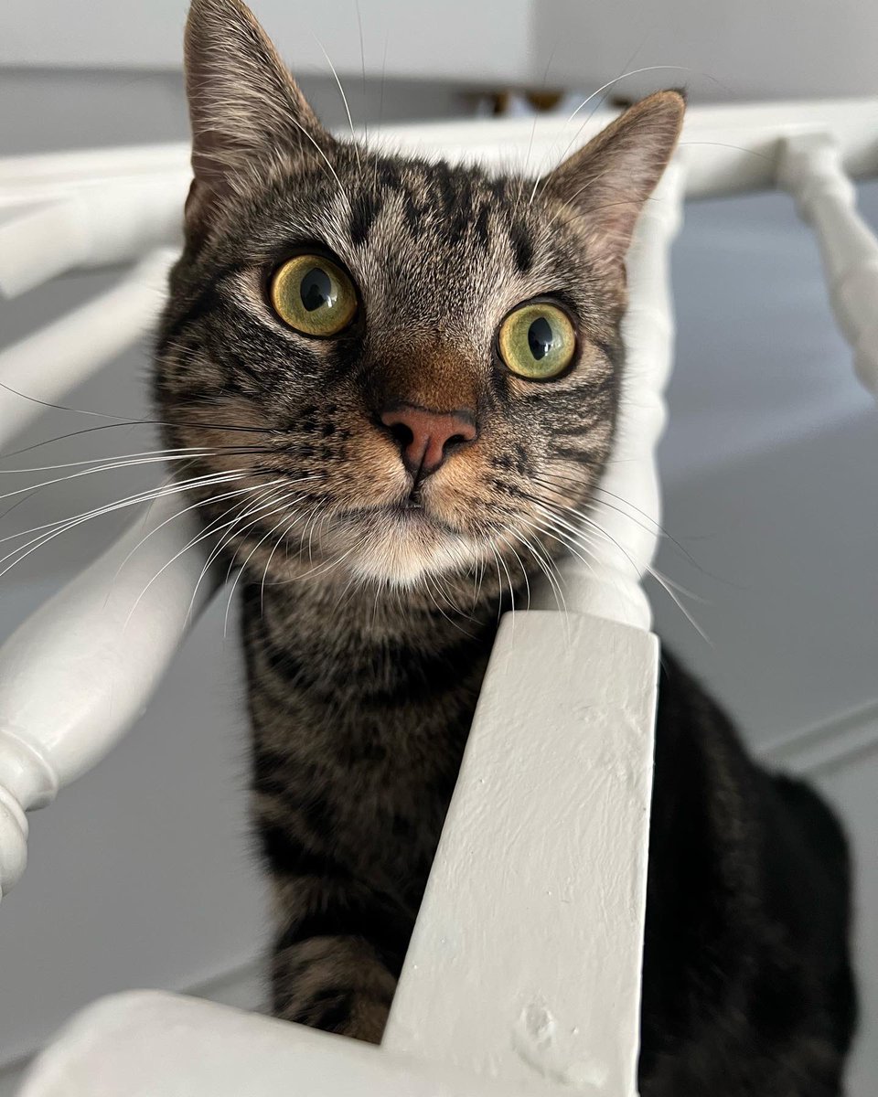 Kaitlyn Howlett tweet media