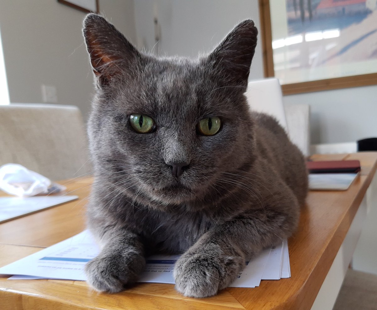 IvanandFelix's tweet photo. I just heard a very loud noise from the lounge. I think mum might have found the hairball I left for her. Socks might have been useful too. ๐พ๐ธ
#CatsOfTwitter #tuesdayvibe #NotEvenRemotelySorry https://t.co/8dYKvUFhp4