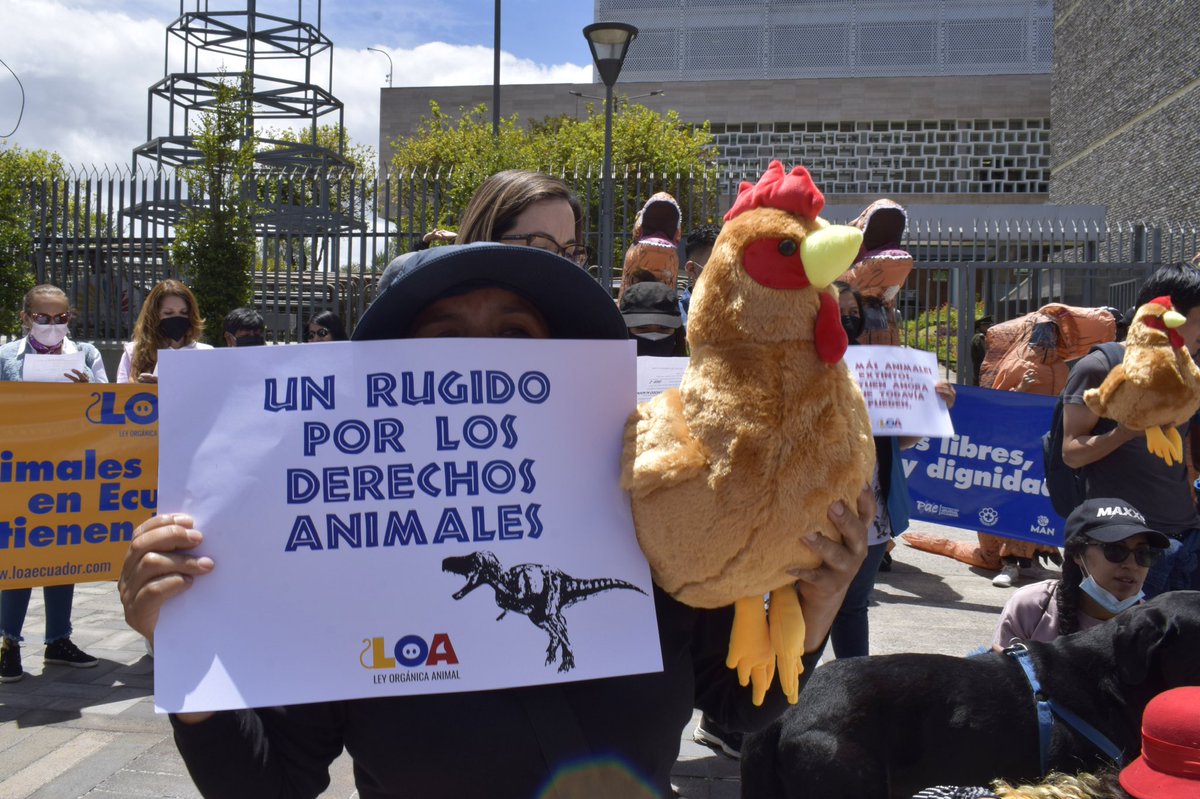 LoaEcuador's tweet photo. Somos una noticia bonita en medio de tanta violencia, corrupción y odio. Esta #LeyOrgánicaAnimal busca garantizar los Derechos Animales y a través de esa vía, reconstruir nuestra paz. No habrá paz sin justicia social. ¡Si ustedes nos apoyan, vamos a lograrlo! https://t.co/Hfz1FAXj2j