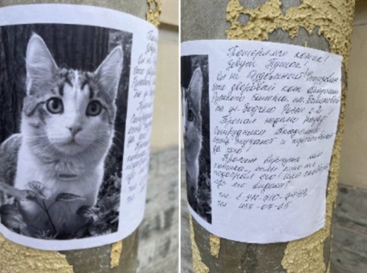 Академия русского балета имени Вагановой в Санкт-Петербурге попросила жителей города помочь в поисках кота Пушка. 
 Кот постоянно и официально проживал на территории одной из старейших балетных школ после соответствующего приказа ректора академии Николая Цискаридзе.