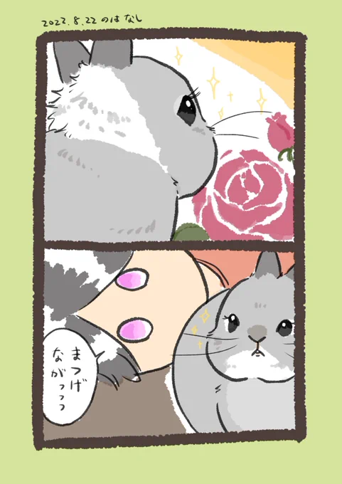 昨日のrabbit…と今日のrabbit…
#うさぎのいる生活 