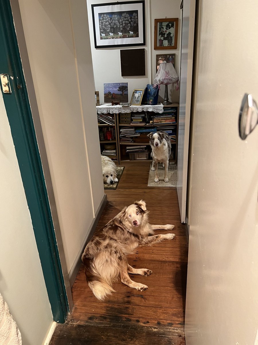 KeelyKov's tweet photo. @KirstieAndo So cute I just can’t!! My three “working dogs” working tonight… https://t.co/EgQLngd2BN