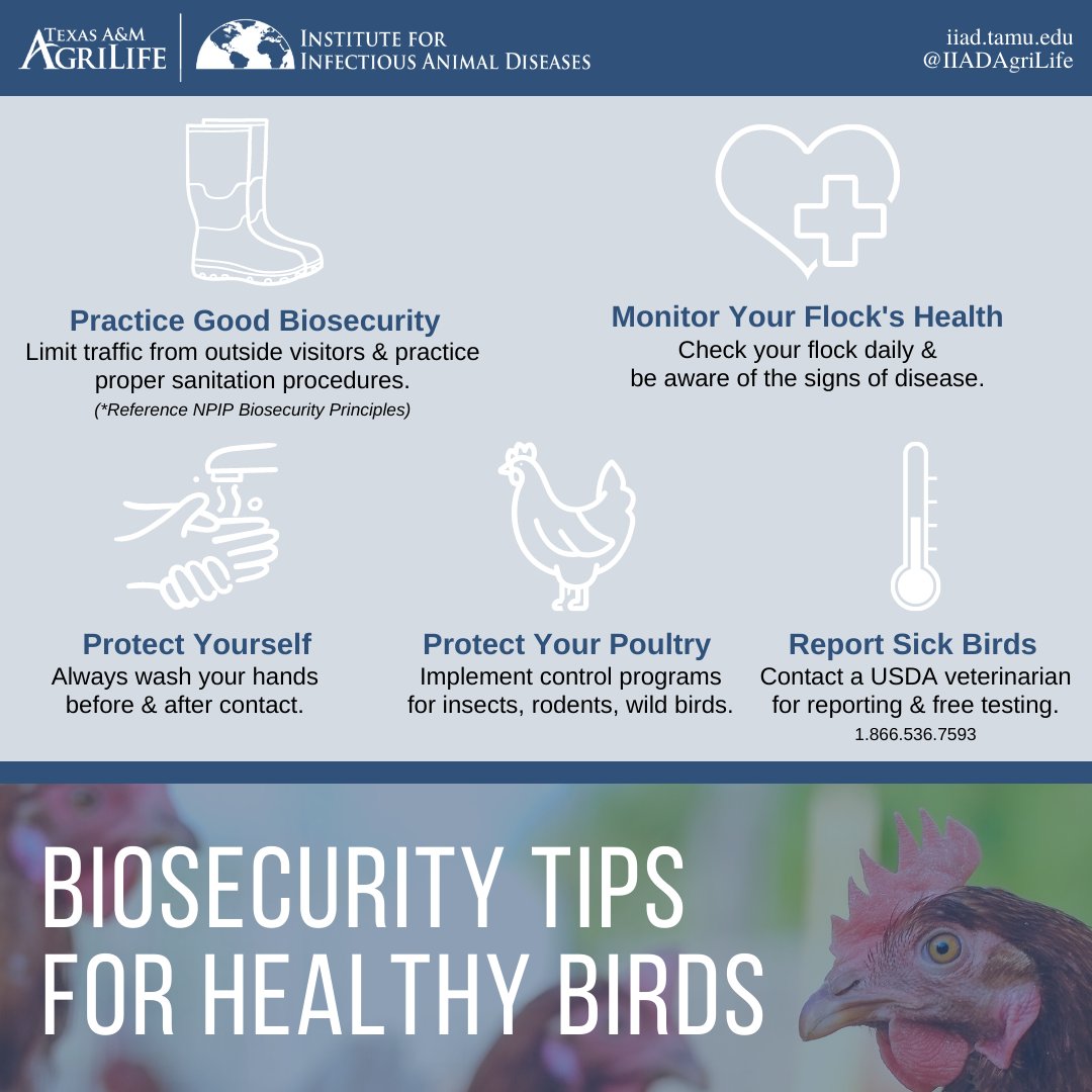 IIADAgriLife's tweet photo. For tips on improving biosecurity in your poultry flock, check out https://t.co/iDsQVDgtbW. 

Biosecurity is a team effort! Keep yourself and your birds safe. @USDA_APHIS

#iiad #tamu #biosecurity #hpai #avianinfluenza #poultryhealth #flockhealth #animalhealth https://t.co/Q4ivrcED0S