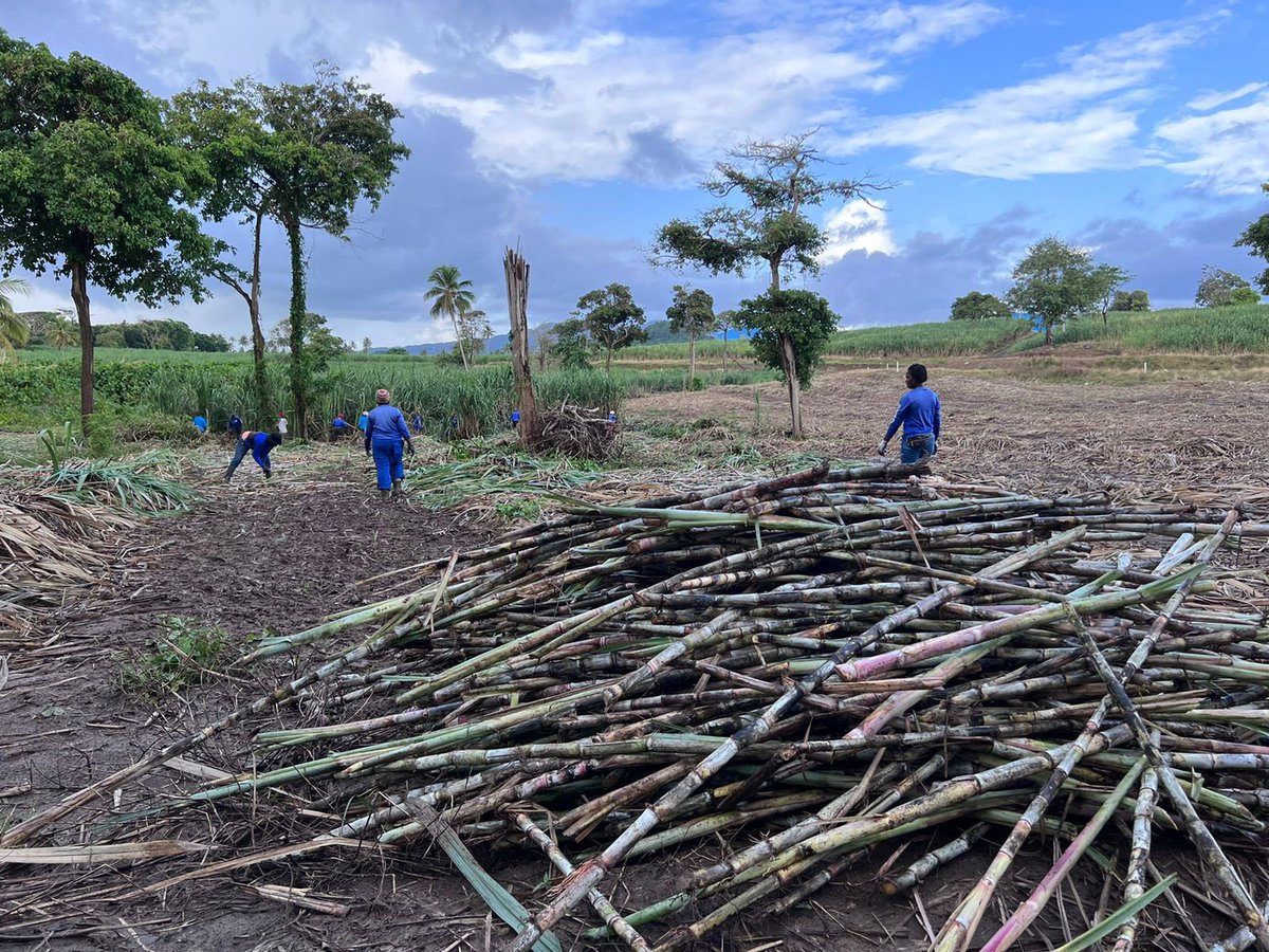 Harvest at Meadows began this morning, too.

Field: Zuppy
Cane Variety: Purple Tall Boy