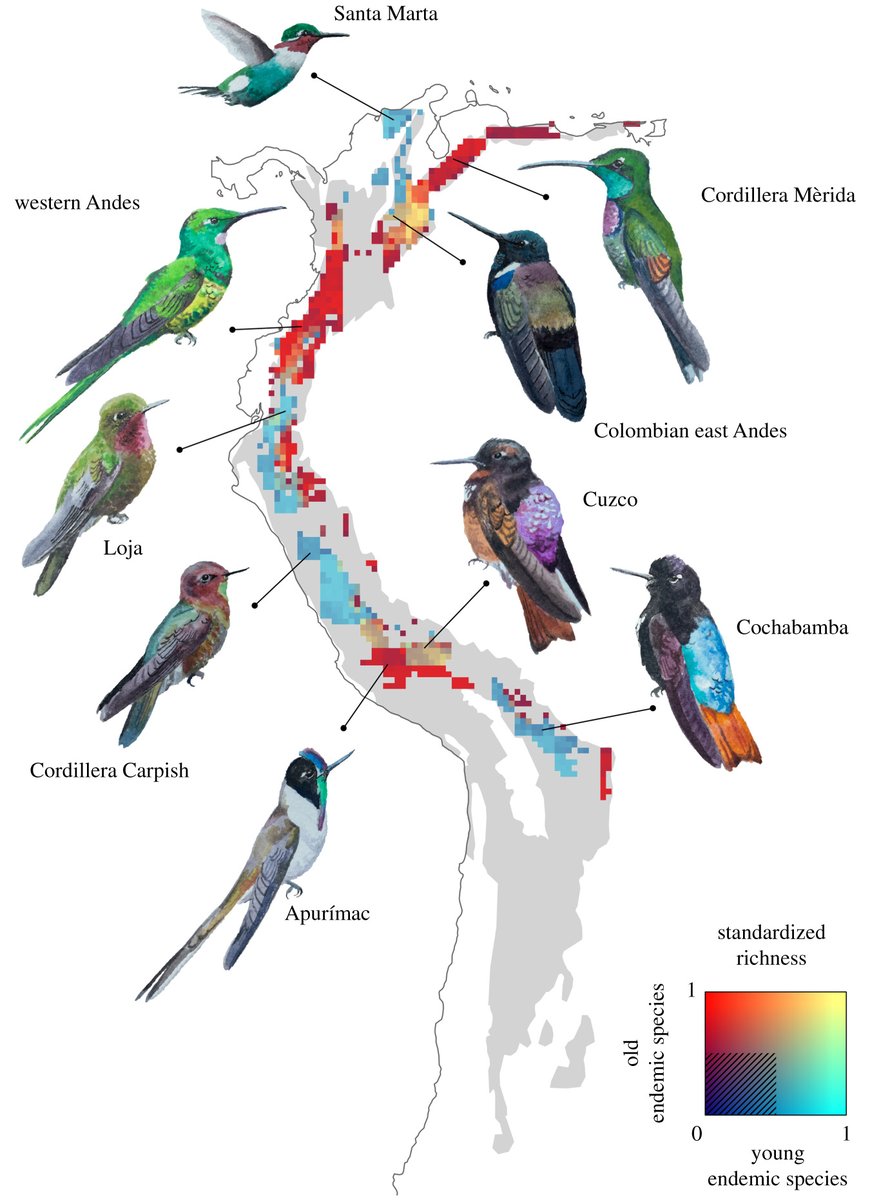 Younger endemic species of Andean #hummingbirds are spatially scattered compared to older species, indicating the role of fluctuating climates and habitats in biodiversity hotspots #ProcB ow.ly/uikL50Kq49m <a href="/JesperSonne1/">Jesper Sonne</a> <a href="/mkborregaard/">Michael Borregaard</a> <a href="/Carsten_Rahbek/">Carsten Rahbek</a> <a href="/Globe_UCPH/">Globe Institute</a>