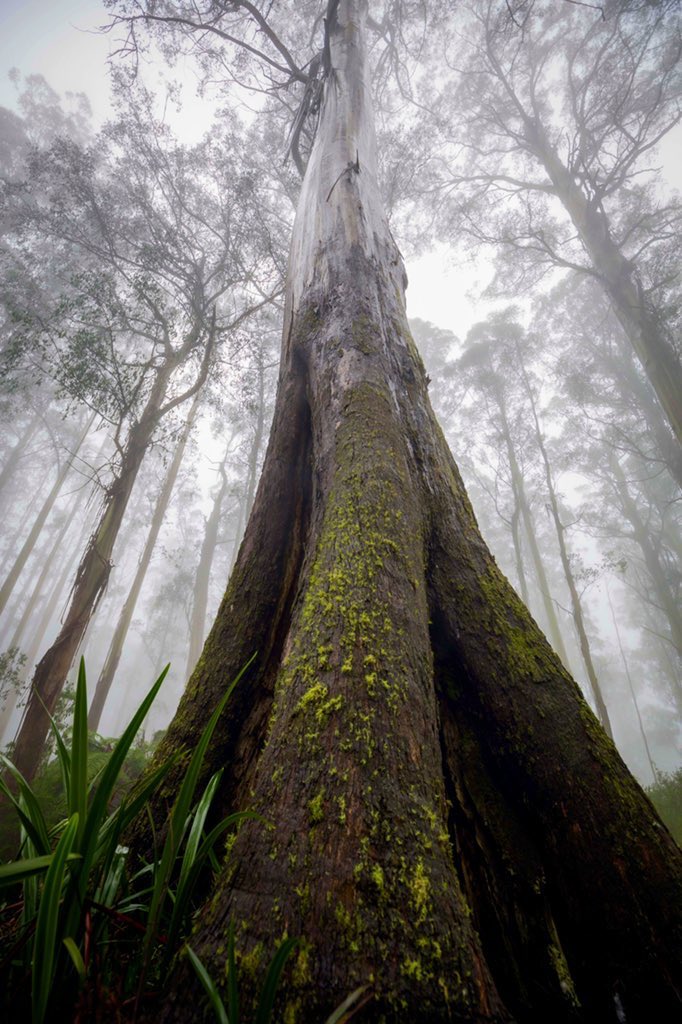 sarahrees's tweet photo. And the @ABCscience tree winner is… 🌳 One of the most important trees to Melbourne/ Naarm and should no longer be pulped for cheap cardboard.  #mountainash #springst https://t.co/hdlDZC0SWh