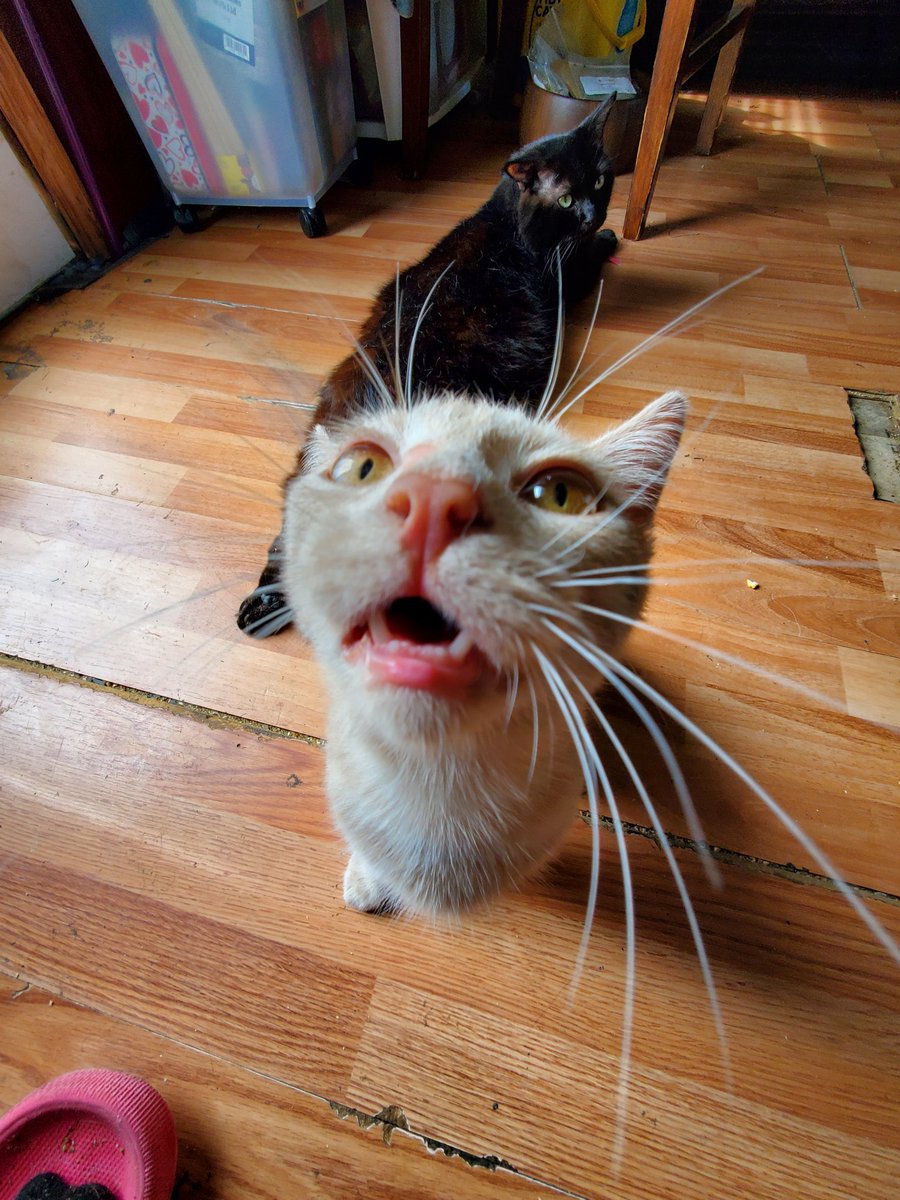 EwwItsCat's tweet photo. E H https://t.co/aO09GGaLzB