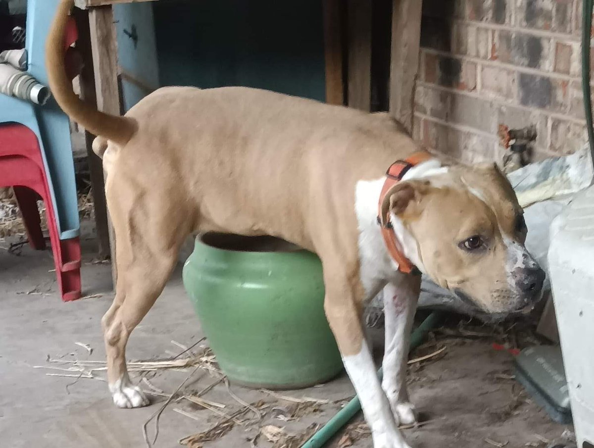 Remember JUSTIN?
#A344144
He’s finally OUT!!!🎉🎉
5 long months in shelter!
He’s now having a good sniff of WILMA’s yard💙
WILMA’s Dogs TX are 
JUSTIN’s guardian Angel😇
Thank you Wilma &amp; Everyone who pledged♥️
Please honour pledges ASAP via Rescue link:
wilmasdogs.com